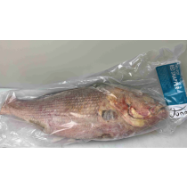 Two-Spot Red Snappers (L. Bohar) 5-7 Kg WGST IWP 22 Kg-IN