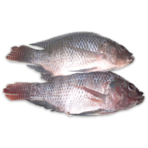 DSD Tilapia WGS 500-800g IWP 1 x 4kg 20% -TH
