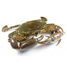 Mangrove Crab WR 300/500gr 1x5kg 100% NW - MG Mangrove Crab WR 300/500gr 1x5kg 100% NW - MG