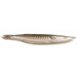 JONA Barracuda WR 300-500 gr 1 x 10 kg IQF/IWP 10% -VN JONA Barracuda WR 300-500 gr 1 x 10 kg IQF/IWP 10% -VN