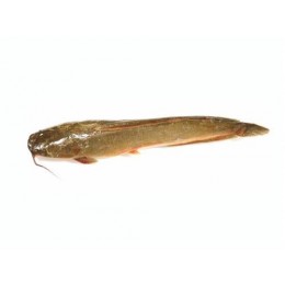 Catfish JONA gutted 800 gr 1 x 5 kg IQF/IWP 20%-ID Catfish JONA gutted 800 gr 1 x 5 kg IQF/IWP 20%-ID