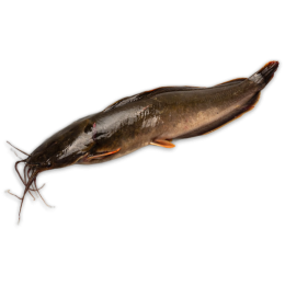 DSD Catfish Gutted 500-800g IWP 1 x 4kg 20% -VN
