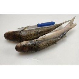 Grey Mullet / Kajal -Srijal Meen WR 1000 gr+ 10 kg 100%-MR Grey Mullet / Kajal -Srijal Meen WR 1000 gr+ 10 kg 100%-MR
