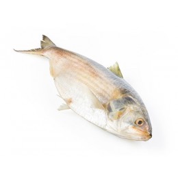 Hilsa Whole round IWP IQF 500/800 gr 1 x 20 Kg.-MM Hilsa Whole round IWP IQF 500/800 gr 1 x 20 Kg.-MM