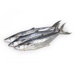 JONA Kingfish (Scomberomorus Spp) WG IWP 700-1000 10 kg-SR JONA Kingfish (Scomberomorus Spp) WG IWP 700-1000 10 kg-SR