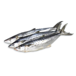 JONA Kingfish (Scomberomorus Spp) WG IWP 700-1000 10 kg-SR JONA Kingfish (Scomberomorus Spp) WG IWP 700-1000 10 kg-SR