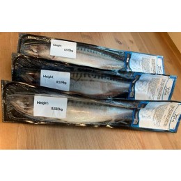 Mackerels WG IQF S. Scombrus 400-600 gr 4 Kilo IQF-NL Mackerels WG IQF S. Scombrus 400-600 gr 4 Kilo IQF-NL