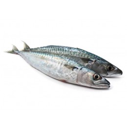 Mackerels WR 400-600 gr 21Kilo Block-GL Mackerels WR 400-600 gr 21Kilo Block-GL