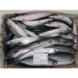 Norwegian Mackerels Sperre WR 400-600gr 20 Kilo Block-NO Norwegian Mackerels Sperre WR 400-600gr 20 Kilo Block-NO