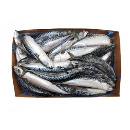 Mackerels Large WR 400-600gr 20 Kilo Block-IE Mackerels Large WR 400-600gr 20 Kilo Block-IE