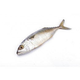 JONA Indian Mackerel WR 6-8 pc/kg 10 x 1 Kg-YE JONA Indian Mackerel WR 6-8 pc/kg 10 x 1 Kg-YE