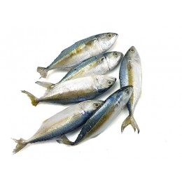 Indian Mackerel WR 6/8 pc/kg 10 x 1 Kg-IN Indian Mackerel WR 6/8 pc/kg 10 x 1 Kg-IN