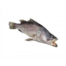 Nileperch/Lates Niloticus WG 1-3 Kg 20 kg 100 % NW-UG Nileperch/Lates Niloticus WG 1-3 Kg 20 kg 100 % NW-UG