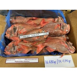 FAS Orange Roughy / Hoplostethus Atlanticus Mix 16 kg-ES FAS Orange Roughy / Hoplostethus Atlanticus Mix 16 kg-ES