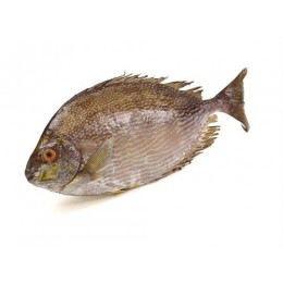 Jona Rabbit fish Oora WR 400g+ IQF IWP 15 Kg 10%-IN Jona Rabbit fish Oora WR 400g+ IQF IWP 15 Kg 10%-IN