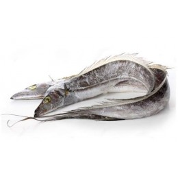 BBD 04-23 Ribbonfish / Silverbelt WR 100-200 gr 1 x 10 kg-IN BBD 04-23 Ribbonfish / Silverbelt WR 100-200 gr 1 x 10 kg-IN
