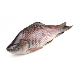 JONA Rohu Gutted 2000-3000 gr 1 x 20 kg IQF/IWP-MM JONA Rohu Gutted 2000-3000 gr 1 x 20 kg IQF/IWP-MM
