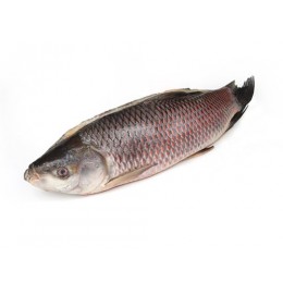 JONA Rohu Back Gutted 2000-3000 gr 1 x 20 kg IQF/IWP-MM JONA Rohu Back Gutted 2000-3000 gr 1 x 20 kg IQF/IWP-MM