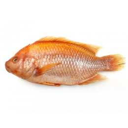 JONA Red Tilapia G&S IWP 300-500 gr 1 x 4 kg 20%-VN JONA Red Tilapia G&S IWP 300-500 gr 1 x 4 kg 20%-VN