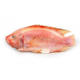 JONA Red Tilapia G&S IWP 500-700 gr 1 x 4 kg 20%-VN JONA Red Tilapia G&S IWP 500-700 gr 1 x 4 kg 20%-VN