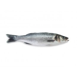 Seabass WR IQF Real Count 300/400 grs 3-5% glaze 15 Kg-TR Seabass WR IQF Real Count 300/400 grs 3-5% glaze 15 Kg-TR