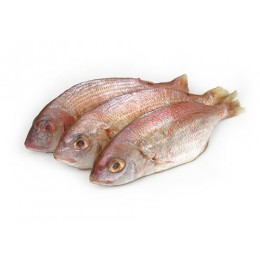 Snapper/Denton GS 200-500 gr 1 x 22 kg IQF-MA Snapper/Denton GS 200-500 gr 1 x 22 kg IQF-MA