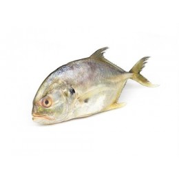 Trevally / Blue Runner / Caranx Crysos WR 300-800g 10 kg-SU Trevally / Blue Runner / Caranx Crysos WR 300-800g 10 kg-SU