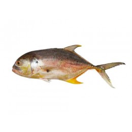 Trevally/Cavalli (Caranx Hippos WR 1- 4 Kg 20 kg IQF-SR Trevally/Cavalli (Caranx Hippos WR 1- 4 Kg 20 kg IQF-SR