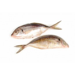 Trevally WR Unsorted 100% NW 1 x 10 kg - NZ Trevally WR Unsorted 100% NW 1 x 10 kg - NZ