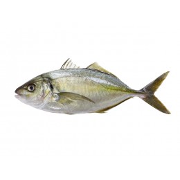 Trevally WR 13 pieces up 1 x 10 kg IQF-NZ Trevally WR 13 pieces up 1 x 10 kg IQF-NZ
