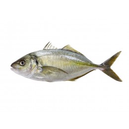 Trevally New Zealand WR 1000 gr+ 1 x 20 kg IQF-NZ Trevally New Zealand WR 1000 gr+ 1 x 20 kg IQF-NZ
