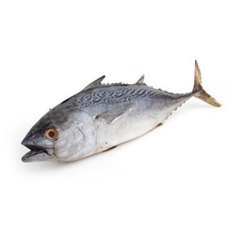 Little Tunny/Euthynnus Affinis 500-1000 gr IWP 20 kg-IN Little Tunny/Euthynnus Affinis 500-1000 gr IWP 20 kg-IN