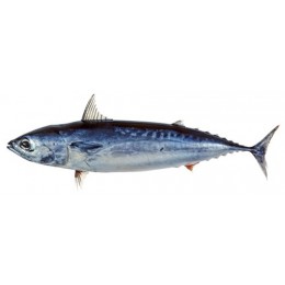 Bullet Tuna / Baby Bonito / Tulingan 4/6 pc/kg 10 x 1 kg-VN Bullet Tuna / Baby Bonito / Tulingan 4/6 pc/kg 10 x 1 kg-VN