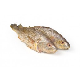 Yellow Croakers Semi-IQF belly-up 300-500 10 Kg-SR Yellow Croakers Semi-IQF belly-up 300-500 10 Kg-SR