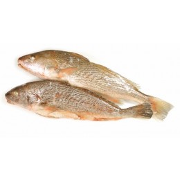 Yellow Croakers JONA WR 500-1000 gr 10 kg-AR Yellow Croakers JONA WR 500-1000 gr 10 kg-AR
