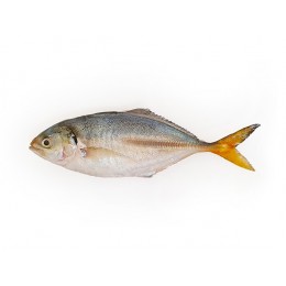 Yellow Tail Scad Whole / Atule Mate 6-8 pcs 10 x 1 kg 10%-IN Yellow Tail Scad Whole / Atule Mate 6-8 pcs 10 x 1 kg 10%-IN