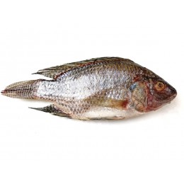 JONA Black Tilapia G&S IWP 500-800 gr 1 x 4 kg 20%-TH JONA Black Tilapia G&S IWP 500-800 gr 1 x 4 kg 20%-TH