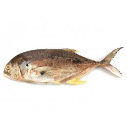 Trevally/Cavalli (Caranx Hippos WR 3-4 Kg 20 kg IQF-SR Trevally/Cavalli (Caranx Hippos WR 3-4 Kg 20 kg IQF-SR