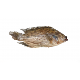 Tilapia G&S 300-500 gr 4 kg 20%-CN Tilapia G&S 300-500 gr 4 kg 20%-CN