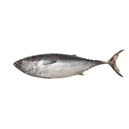 Little Tunny/Euthynnus Affinis/Ca Ngu Cham 2+ IWP 10Kg-IN Little Tunny/Euthynnus Affinis/Ca Ngu Cham 2+ IWP 10Kg-IN
