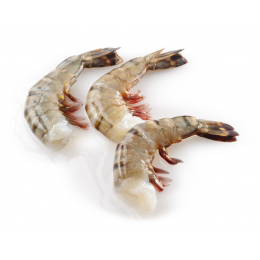 Black Tiger HLSO easy peel 13/15 10 x 1 kg 25%-BD Black Tiger HLSO easy peel 13/15 10 x 1 kg 25%-BD