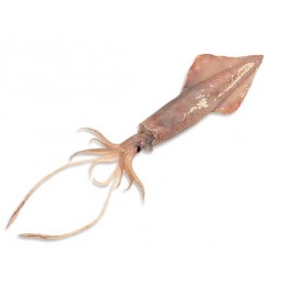 Dutch Squid Loligo Vulgaris IQF WR 500 gr+ 5 kilo 20%-NL Dutch Squid Loligo Vulgaris IQF WR 500 gr+ 5 kilo 20%-NL