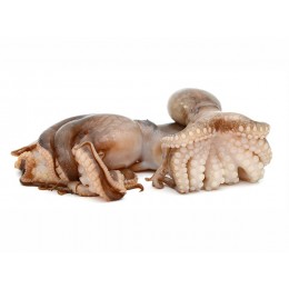 JONA Octopus Vulgaris Portugal Clean 1-2 Kg Tray 14kg 100% JONA Octopus Vulgaris Portugal Clean 1-2 Kg Tray 14kg 100%