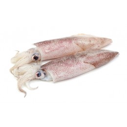 Squid Whole Loligo Duvauceli 6-10 6 x 2 kg 10%-IN Squid Whole Loligo Duvauceli 6-10 6 x 2 kg 10%-IN