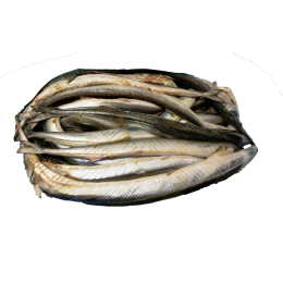 Garfish / Belone Belone WR 2-4 pcs / kg 10 kg block NW-PL Garfish / Belone Belone WR 2-4 pcs / kg 10 kg block NW-PL