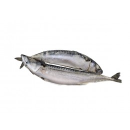 Mackerels Large WR 400-600 gr 22 Kilo Block-NL Mackerels Large WR 400-600 gr 22 Kilo Block-NL