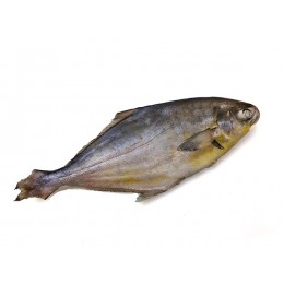Jona Florida Pompanos/ Pomfret WR IWP 300-500 IQF 10 Kg-SR Jona Florida Pompanos/ Pomfret WR IWP 300-500 IQF 10 Kg-SR