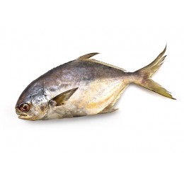 Jona Florida Pompanos/ Pomfret WR IWP 300-500 IQF 10 Kg-SR Jona Florida Pompanos/ Pomfret WR IWP 300-500 IQF 10 Kg-SR