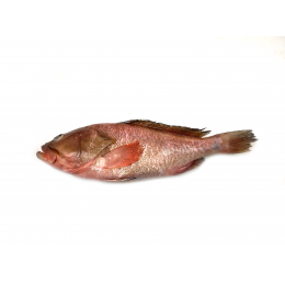 Reefcod/Tsof/Grouper WGS 500-700 4 x 3 Kg 10%-IN Reefcod/Tsof/Grouper WGS 500-700 4 x 3 Kg 10%-IN