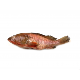Reefcod/Tsof/Grouper WGS 700-1000 4 x 3 Kg 10%-IN Reefcod/Tsof/Grouper WGS 700-1000 4 x 3 Kg 10%-IN
